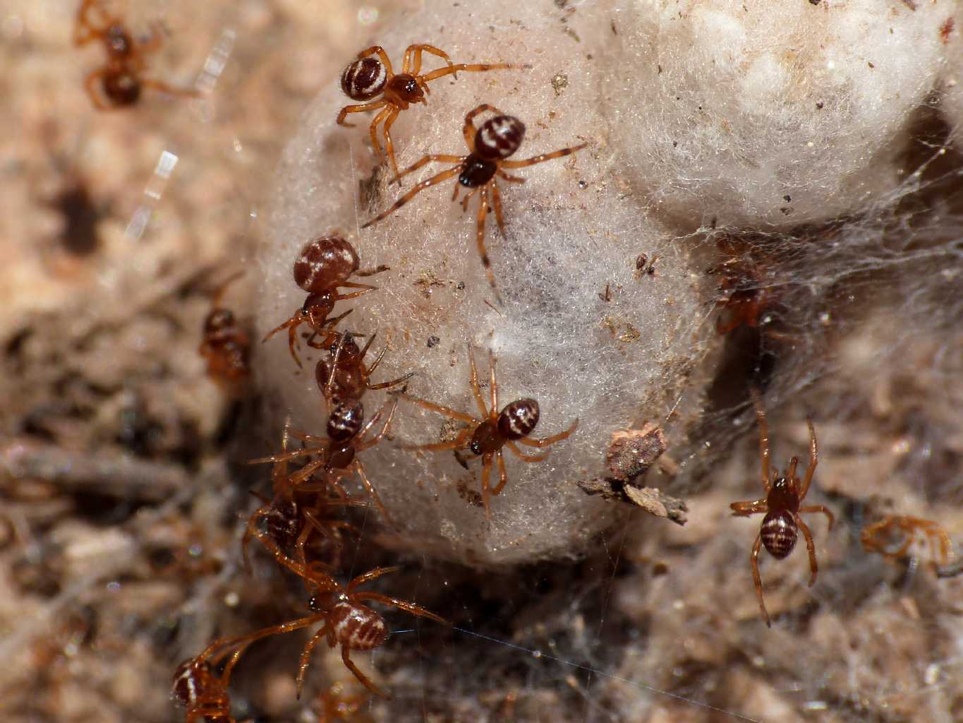 Steatoda paykulliana con prole . S. Teresa Gallura (OT)